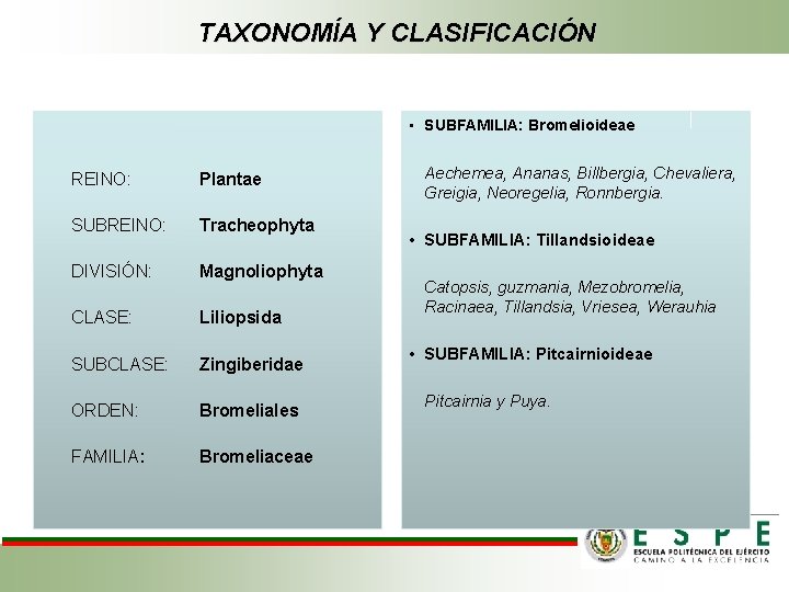 TAXONOMÍA Y CLASIFICACIÓN • SUBFAMILIA: Bromelioideae REINO: Plantae SUBREINO: Tracheophyta DIVISIÓN: Magnoliophyta CLASE: Liliopsida