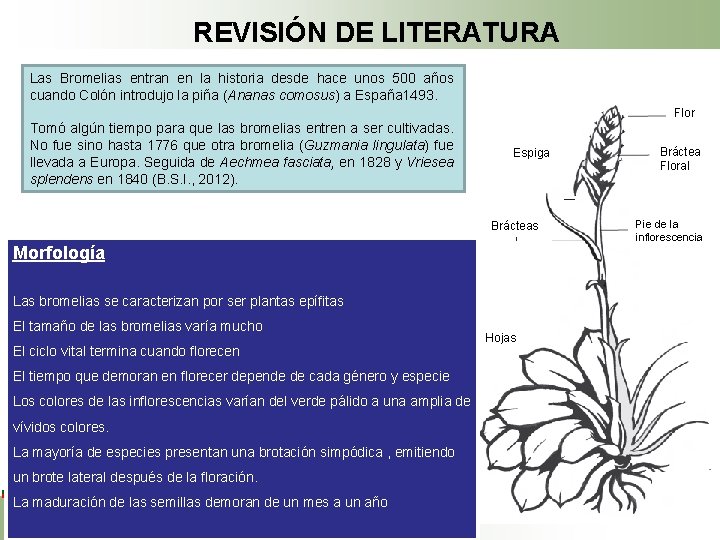 REVISIÓN DE LITERATURA Las Bromelias entran en la historia desde hace unos 500 años