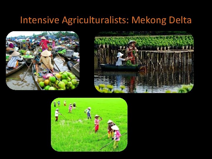 Intensive Agriculturalists: Mekong Delta 