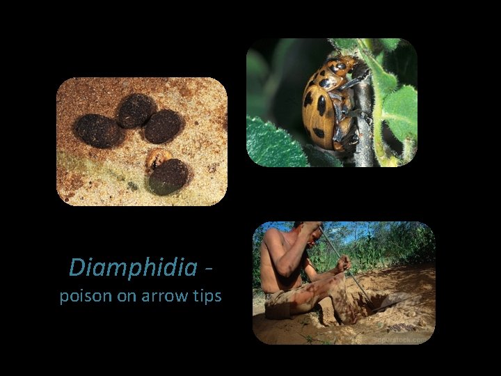 Diamphidia - poison on arrow tips 