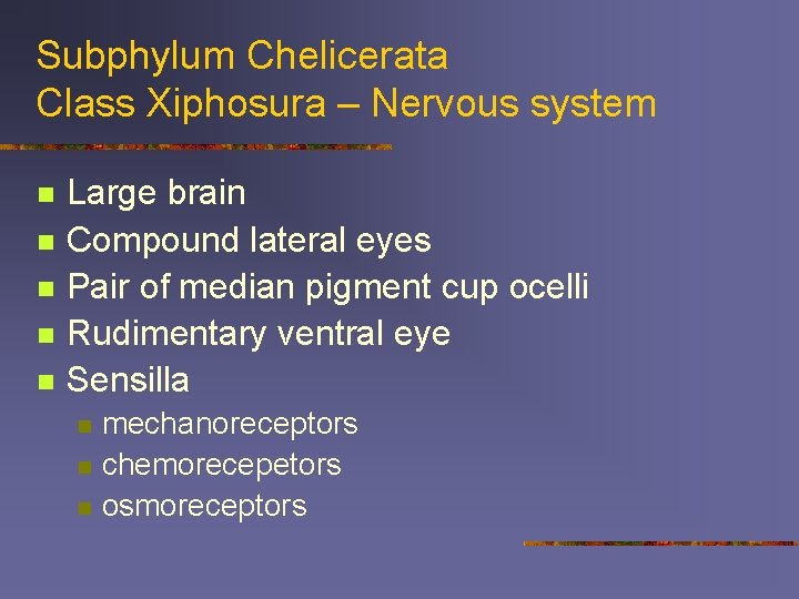 Subphylum Chelicerata Class Xiphosura – Nervous system n n n Large brain Compound lateral