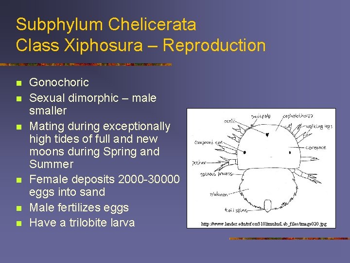 Subphylum Chelicerata Class Xiphosura – Reproduction n n n Gonochoric Sexual dimorphic – male