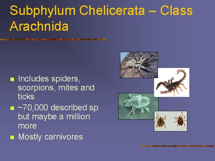 Subphylum Chelicerata – Class Arachnida n n n Includes spiders, scorpions, mites and ticks