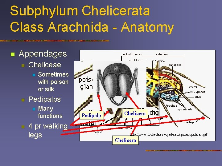 Subphylum Chelicerata Class Arachnida - Anatomy n Appendages n Cheliceae n n Pedipalps n