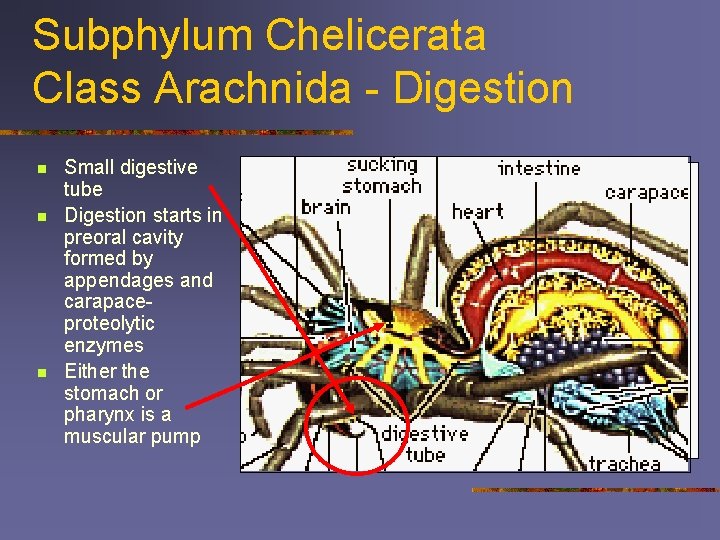 Subphylum Chelicerata Class Arachnida - Digestion n Small digestive tube Digestion starts in preoral