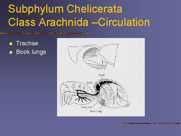 Subphylum Chelicerata Class Arachnida –Circulation n n Trachae Book lungs 