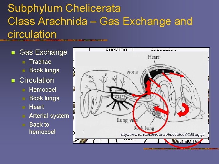 Subphylum Chelicerata Class Arachnida – Gas Exchange and circulation n Gas Exchange n n