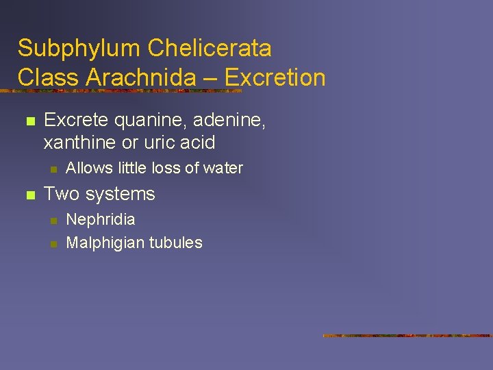 Subphylum Chelicerata Class Arachnida – Excretion n Excrete quanine, adenine, xanthine or uric acid