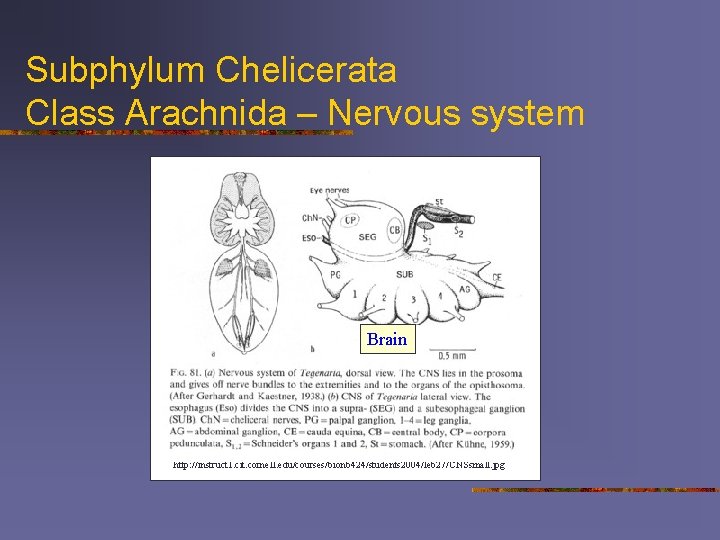 Subphylum Chelicerata Class Arachnida – Nervous system Brain http: //instruct 1. cit. cornell. edu/courses/bionb