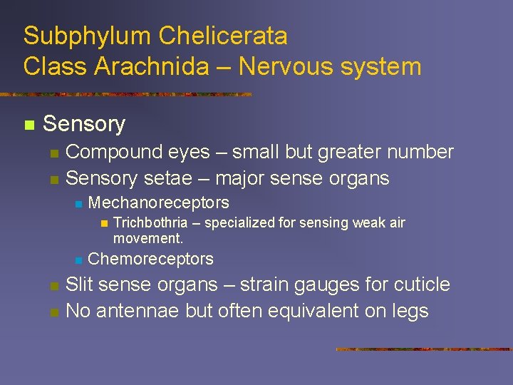 Subphylum Chelicerata Class Arachnida – Nervous system n Sensory n n Compound eyes –