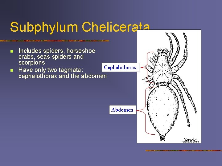 Subphylum Chelicerata n n Includes spiders, horseshoe crabs, seas spiders and scorpions Cephalothorax Have