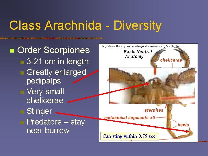 Class Arachnida - Diversity n Order Scorpiones n n n 3 -21 cm in