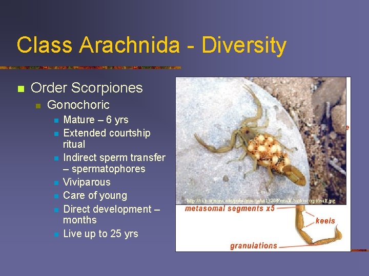 Class Arachnida - Diversity n Order Scorpiones n http: //www. thedailylink. com/thespiralburrow/anatomy/anat 02. html