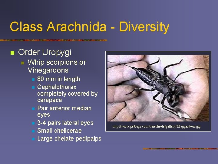 Class Arachnida - Diversity n Order Uropygi n Whip scorpions or Vinegaroons n n