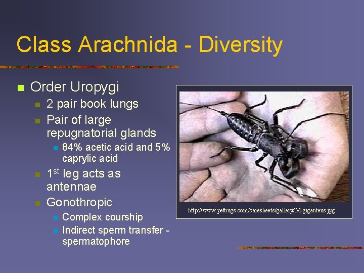 Class Arachnida - Diversity n Order Uropygi n n 2 pair book lungs Pair