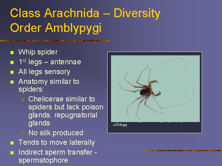 Class Arachnida – Diversity Order Amblypygi n n n Whip spider 1 st legs