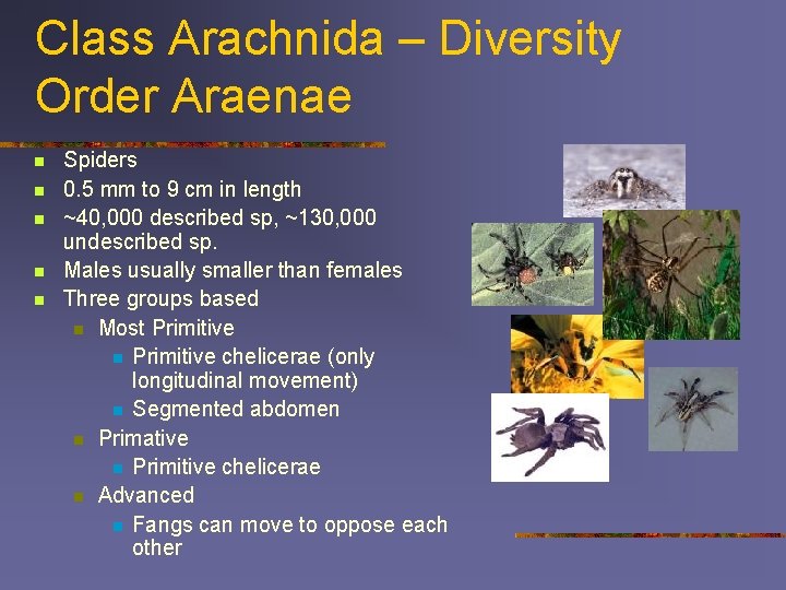 Class Arachnida – Diversity Order Araenae n n n Spiders 0. 5 mm to