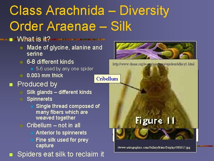 Class Arachnida – Diversity Order Araenae – Silk n What is it? n n