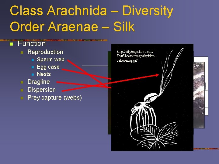 Class Arachnida – Diversity Order Araenae – Silk n Function n Reproduction n n