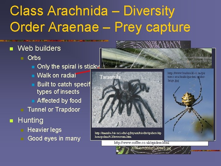 Class Arachnida – Diversity Order Araenae – Prey capture n Web builders n n
