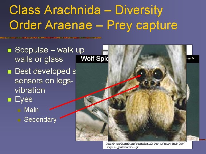 Class Arachnida – Diversity Order Araenae – Prey capture n n n Scopulae –
