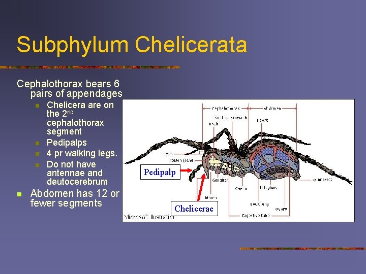 Subphylum Chelicerata Cephalothorax bears 6 pairs of appendages n n n Chelicera are on