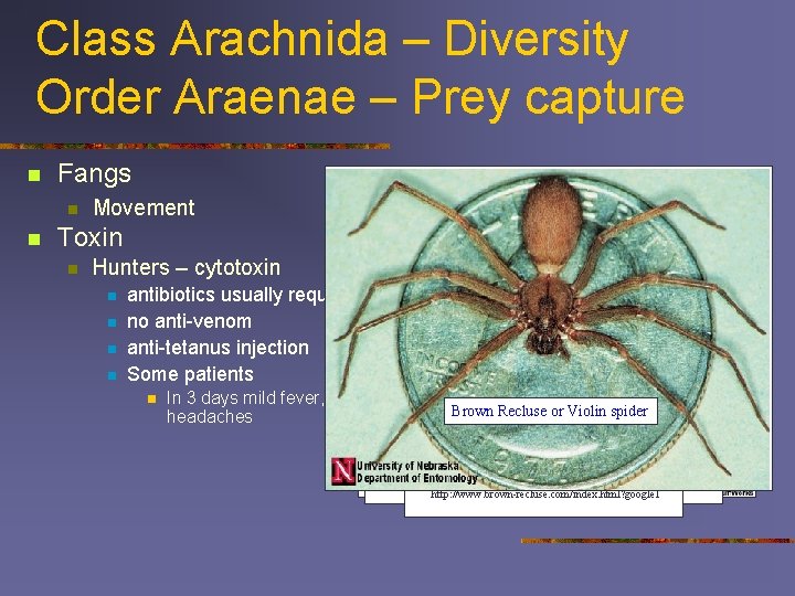Class Arachnida – Diversity Order Araenae – Prey capture n Fangs n n Movement