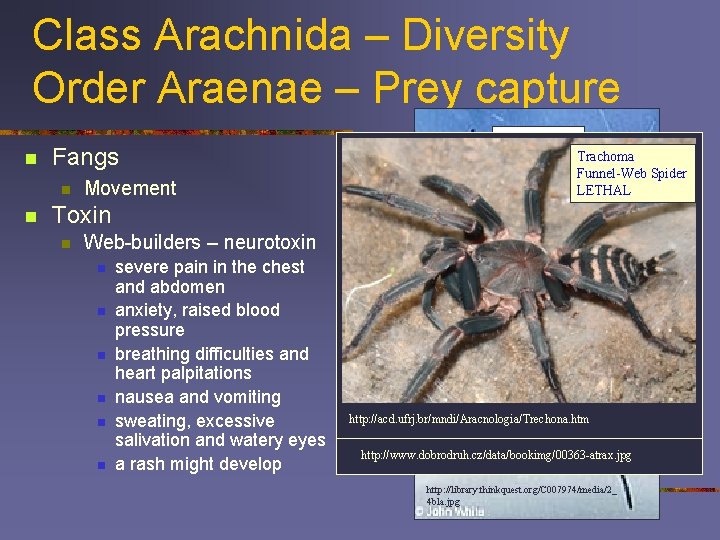 Class Arachnida – Diversity Order Araenae – Prey capture n Fangs n n Movement