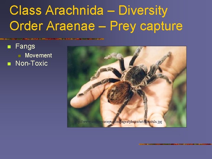 Class Arachnida – Diversity Order Araenae – Prey capture n Fangs n n Movement