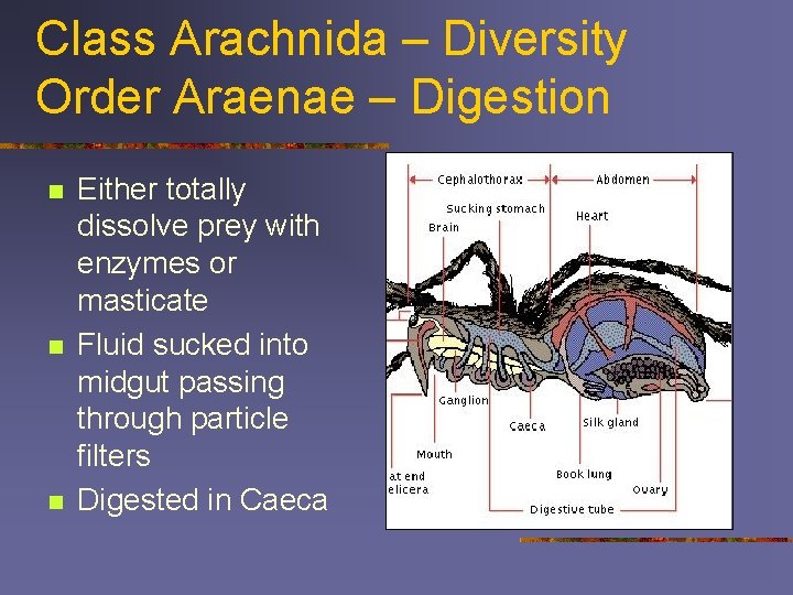 Class Arachnida – Diversity Order Araenae – Digestion n Either totally dissolve prey with