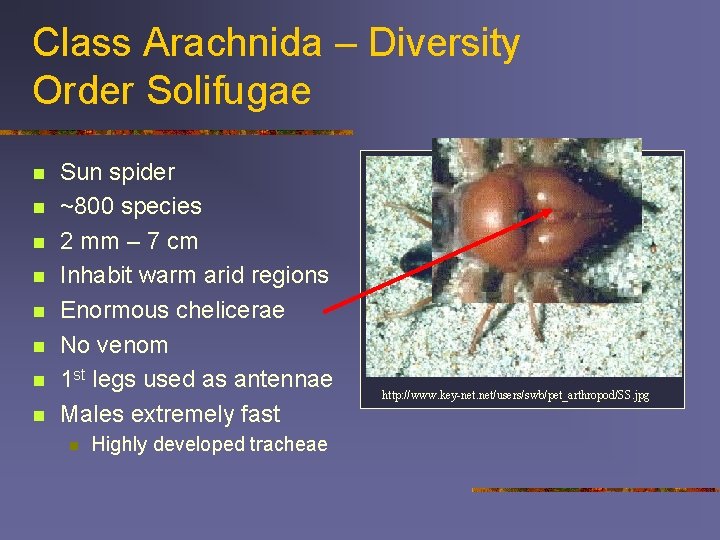 Class Arachnida – Diversity Order Solifugae n n n n Sun spider ~800 species