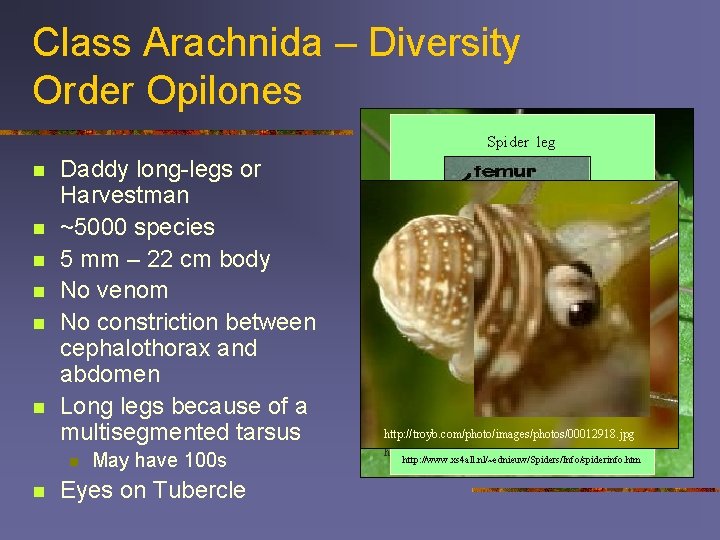 Class Arachnida – Diversity Order Opilones Spider leg n n n Daddy long-legs or