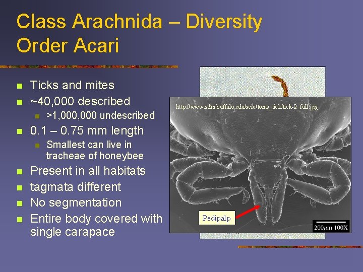 Class Arachnida – Diversity Order Acari n n Ticks and mites ~40, 000 described