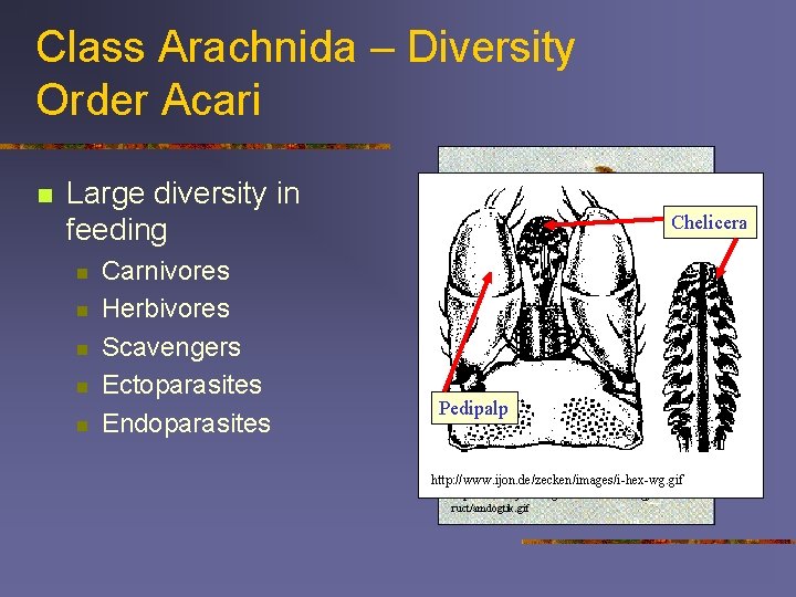 Class Arachnida – Diversity Order Acari n Large diversity in feeding n n n