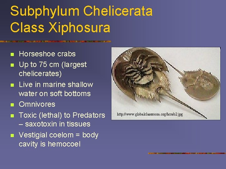 Subphylum Chelicerata Class Xiphosura n n n Horseshoe crabs Up to 75 cm (largest