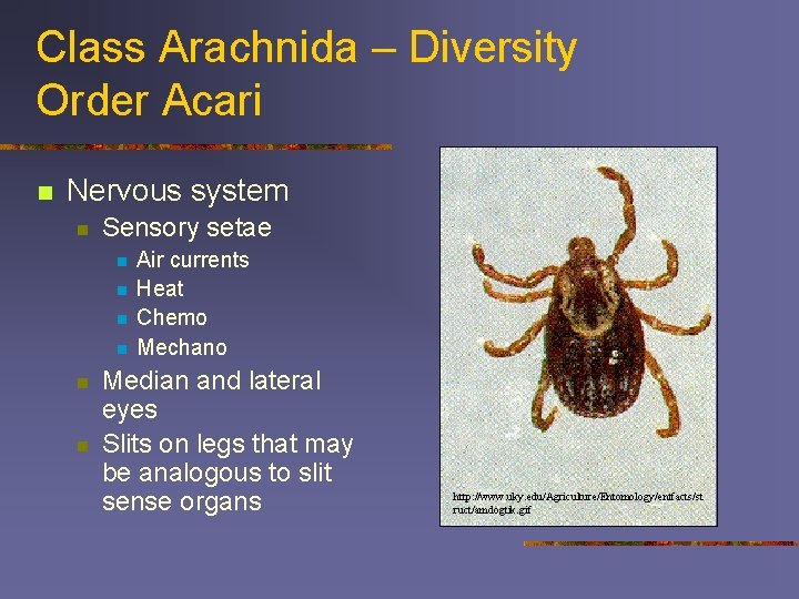 Class Arachnida – Diversity Order Acari n Nervous system n Sensory setae n n