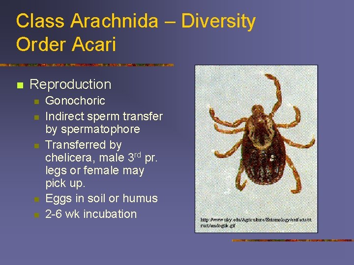 Class Arachnida – Diversity Order Acari n Reproduction n n Gonochoric Indirect sperm transfer