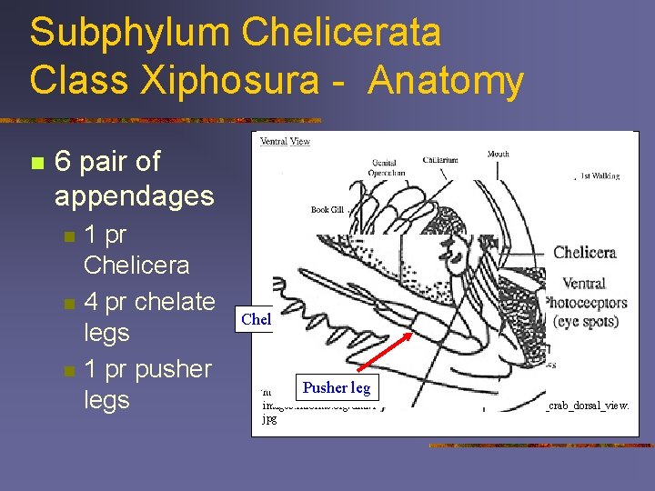 Subphylum Chelicerata Class Xiphosura - Anatomy n 6 pair of appendages n n n