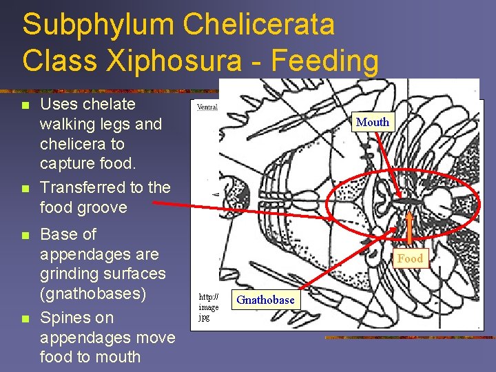 Subphylum Chelicerata Class Xiphosura - Feeding n n Uses chelate walking legs and chelicera