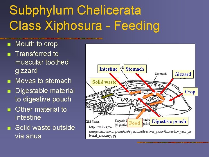 Subphylum Chelicerata Class Xiphosura - Feeding n n n Mouth to crop Transferred to