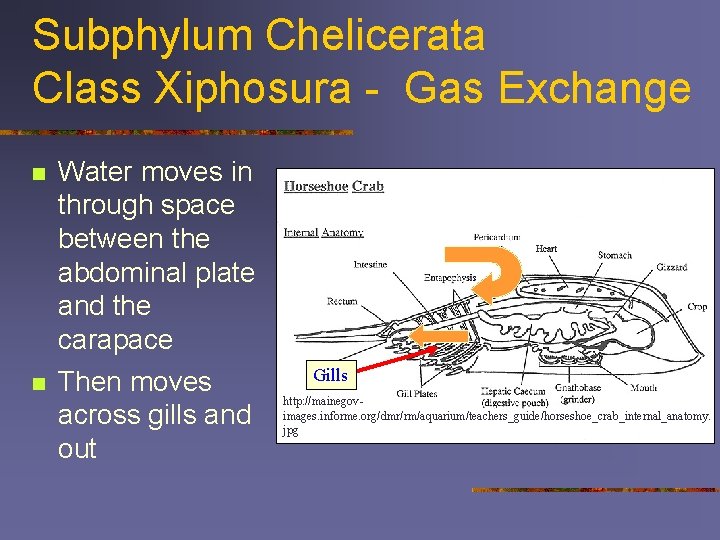 Subphylum Chelicerata Class Xiphosura - Gas Exchange n n Water moves in through space