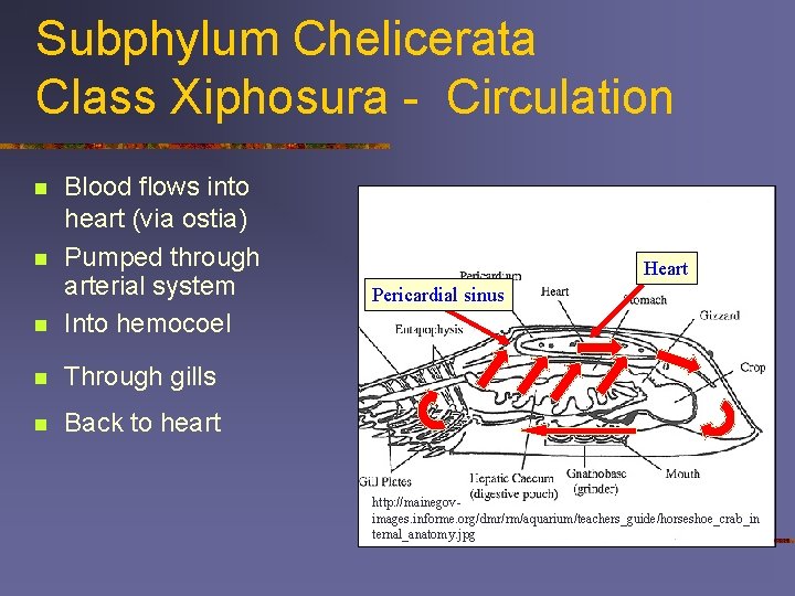 Subphylum Chelicerata Class Xiphosura - Circulation n Blood flows into heart (via ostia) Pumped