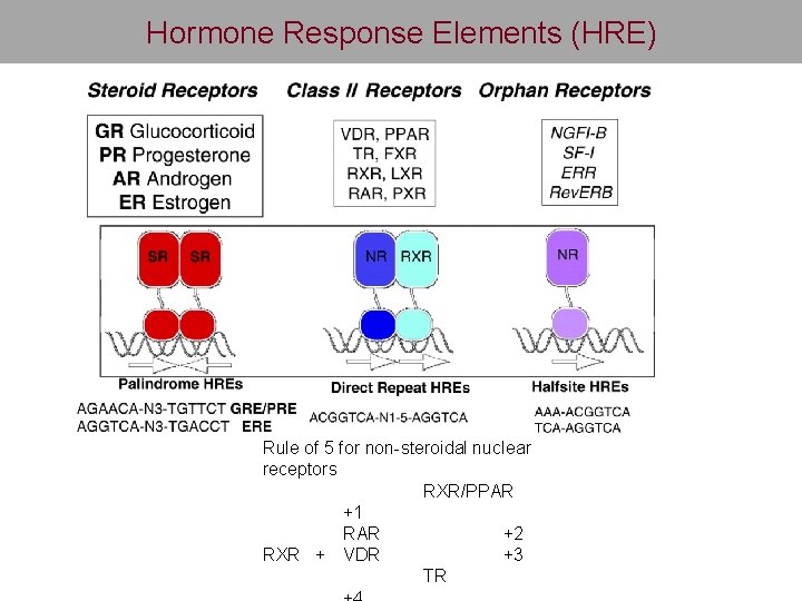 Hormone Response Elements (HRE) Rule of 5 for non-steroidal nuclear receptors RXR/PPAR +1 RAR