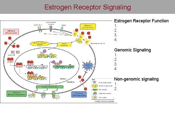Estrogen Receptor Signaling Estrogen Receptor Function 1. 2. 3. 4. Genomic Signaling 1. 2.