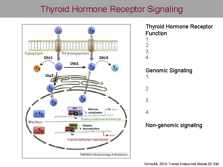 Thyroid Hormone Receptor Signaling Thyroid Hormone Receptor Function 1. 2. 3. 4. Genomic Signaling