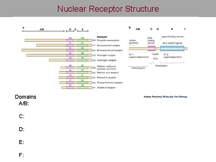 Nuclear Receptor Structure Domains A/B: C: D: E: F: 