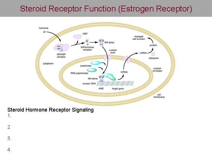 Steroid Receptor Function (Estrogen Receptor) Steroid Hormone Receptor Signaling 1. 2. 3. 4. 