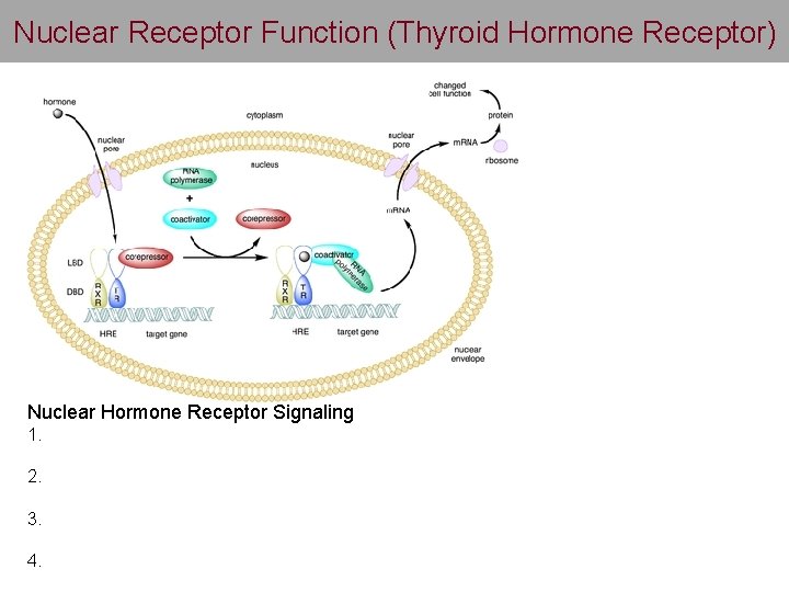 Nuclear Receptor Function (Thyroid Hormone Receptor) Nuclear Hormone Receptor Signaling 1. 2. 3. 4.