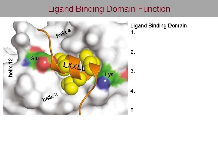 Ligand Binding Domain Function ix hel Ligand Binding Domain 1. 4 helix 12 2.