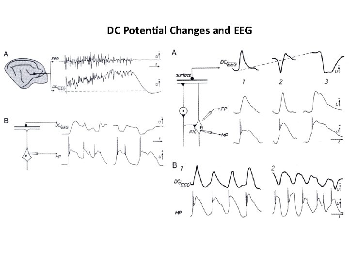 DC Potential Changes and EEG 